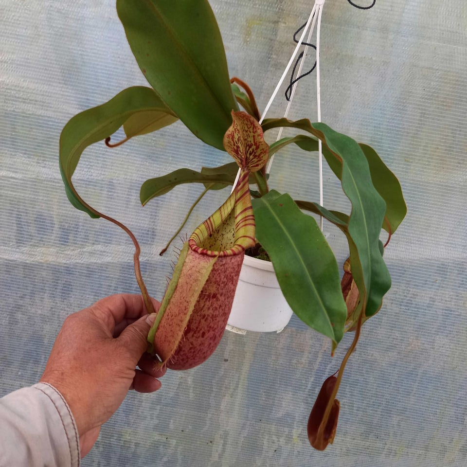 楽天市場】食虫植物 ネペンテス カンパヌラータ×チャニアナ 挿し木苗