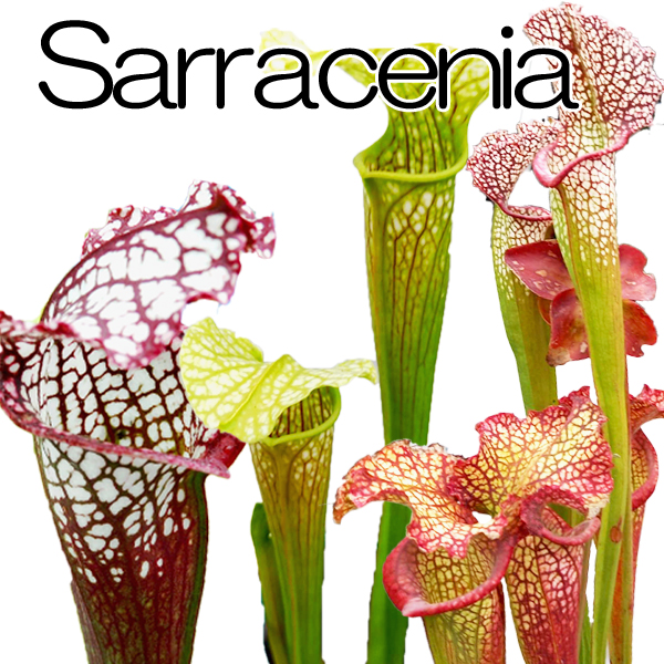 【観葉植物】【食虫植物】　サラセニア 　大きい株　Sarracenia
