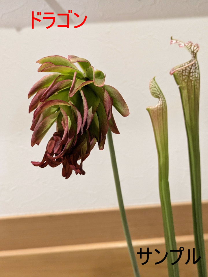 【人気ビーチ】食虫植物 ネペンテス ビーチ・ハイランド 充実株 ウツボカズラ 人気ビーチ】食虫植物 ネペンテス ビーチ・ハイランド 充実株