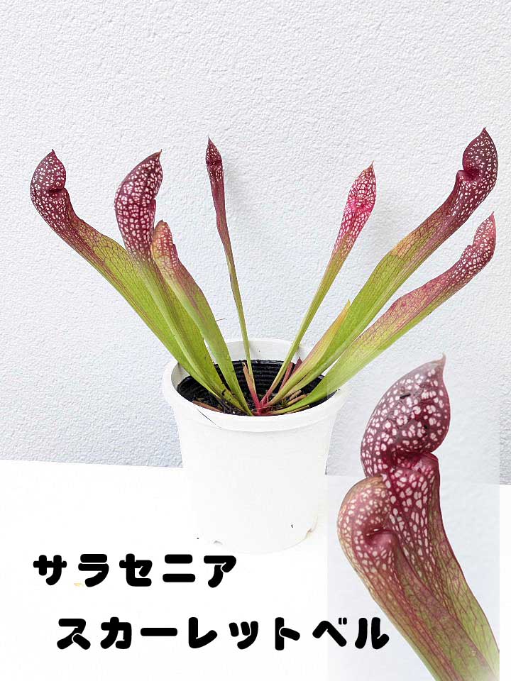 楽天市場】【温室付き】食虫植物 ヘリアンフォラ ミノール