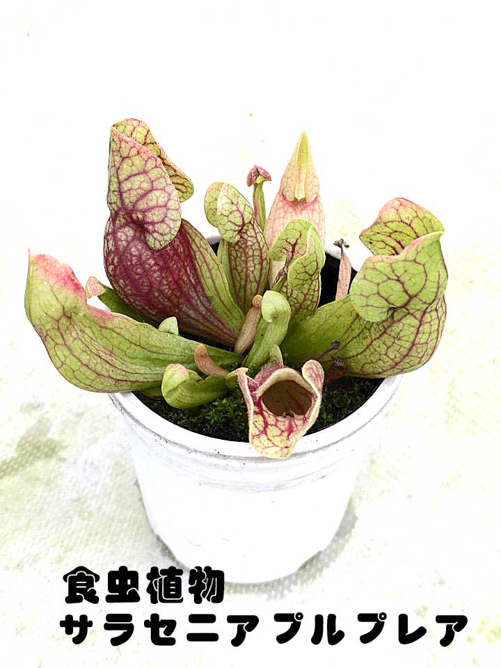楽天市場】【温室付き】食虫植物 ヘリアンフォラ ミノール heliamphora