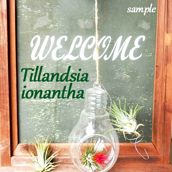 【A339】 新年大特価1円！ Tillandsia ドゥラティ エアプランツ エアープランツ ティランジア チランジア (送料無料) エアープランツ イオナンタ 4種 セット (初心者