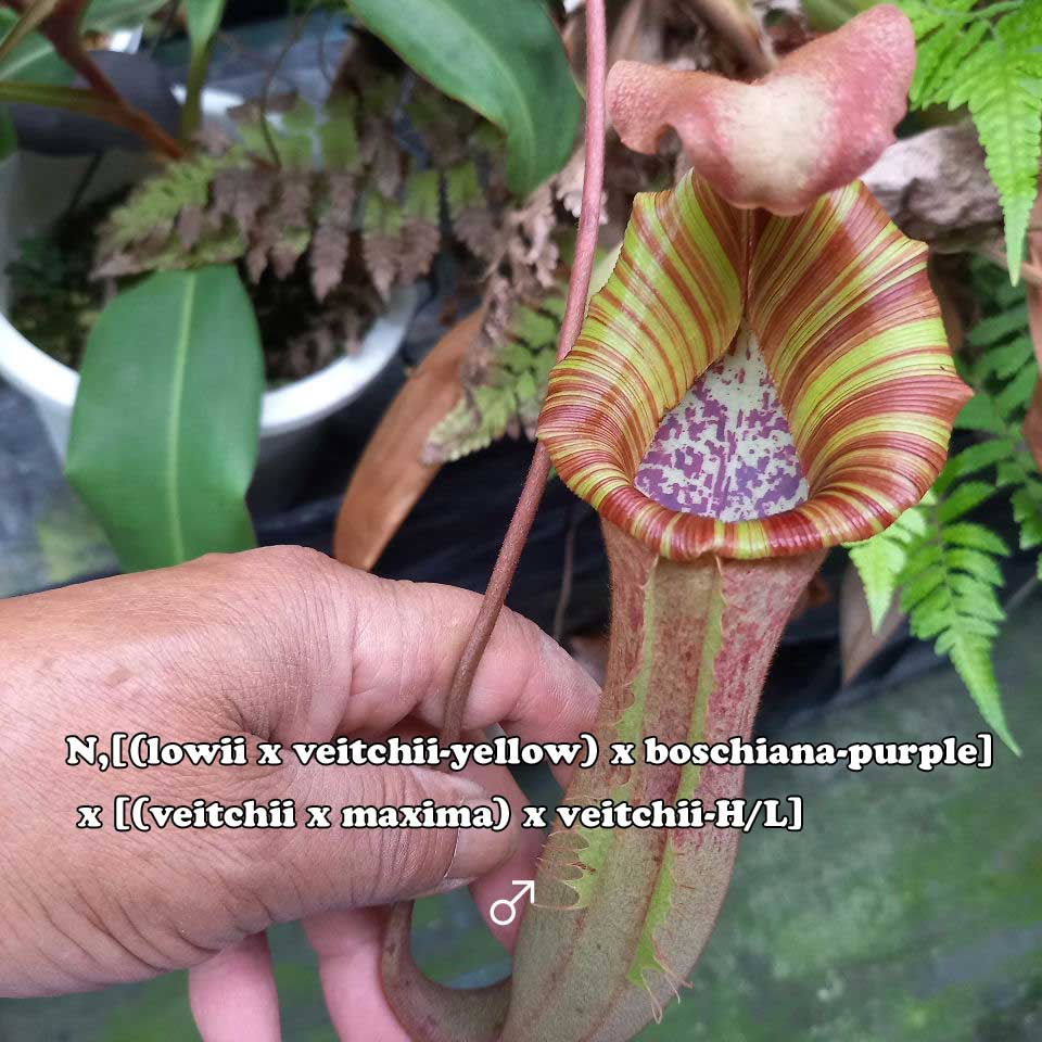 楽天市場】ネペンテス ダイエリアーナ 食虫植物 非常に珍しい超