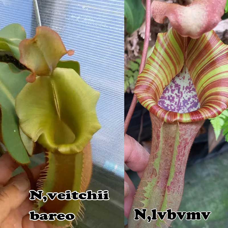 食虫植物 ネペンテス 砂浜 バレオ × ｛〔（ローウィ × 砂浜－イエロウ) × ボッシアナ－パープル〕× 〔（砂浜 × マキシマ ）×砂浜〕｝ リベラルファームオリジナル掛け合わせ