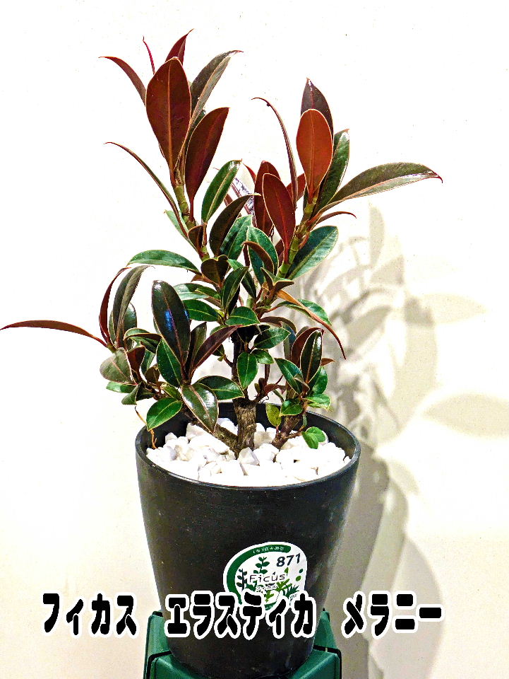 楽天市場】コーデックス：フィカス パルメリー*葉幅9cm : 遊恵盆栽