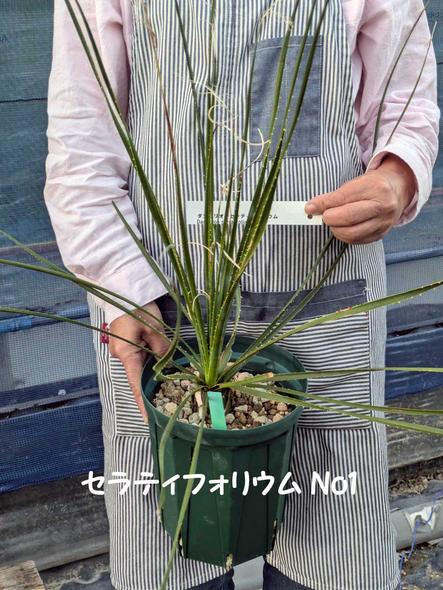 楽天市場】【現品・現物】ダシリリオン・ミキワネンシス 大株 12号 5F