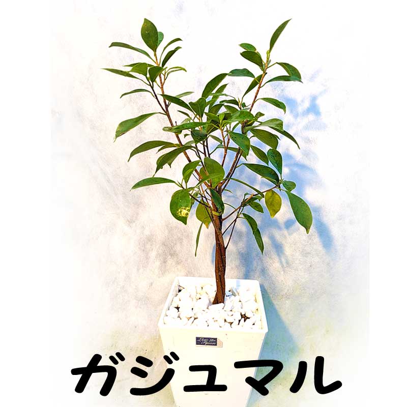 ガジュマル ガジュマル 樹脂製鉢植え（12AH22） 観葉植物と植木鉢の専門店cocolate