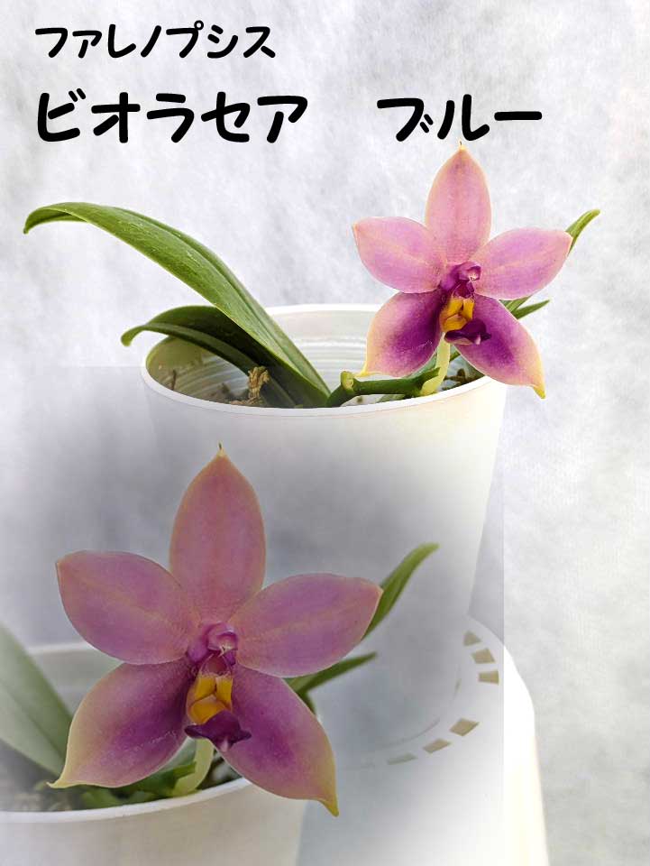 胡蝶蘭　原種　ビオラセア　フラスコ　ヴィオラケア　Phal ファレノプシス 胡蝶蘭 原種 ビオラセア フラスコ ヴィオラケア Phal ファレノプシス