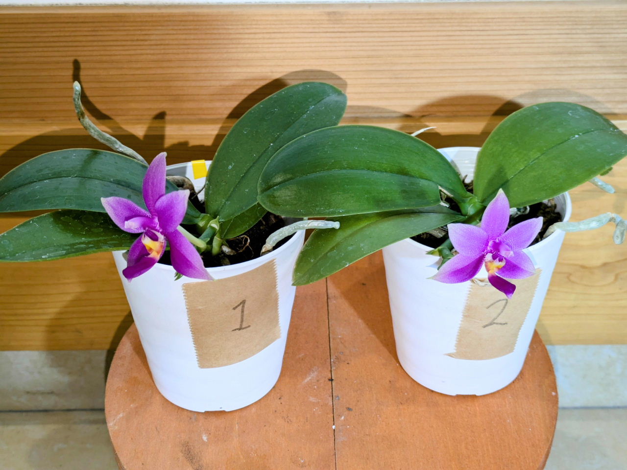 楽天市場】【蘭】【胡蝶蘭】ビオラセア ブルー : ワンダープランツ