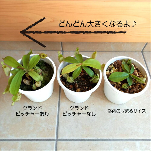 食虫植物 ネペンテス アンプラリア斑点 4号鉢 卓上ミニ温室セット グランドピッチャーなし 鉢内に収まるサイズ Korkmazmauritius Com