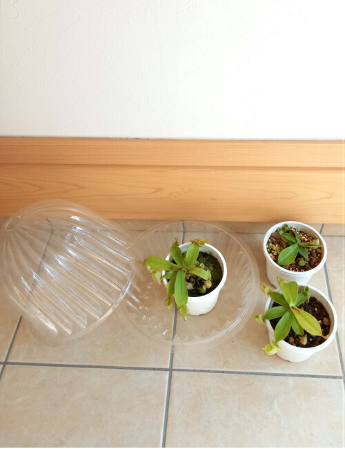 食虫植物 ネペンテス アンプラリア斑点 4号鉢 卓上ミニ温室セット グランドピッチャーなし 鉢内に収まるサイズ Korkmazmauritius Com