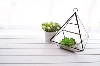 オシャレ 雑貨 テラリウム 観葉植物 食虫植物 植物 ガーデニング オブジェ ボタニカル お花 膳立 テラリウム 三角形w Hotjobsafrica Org