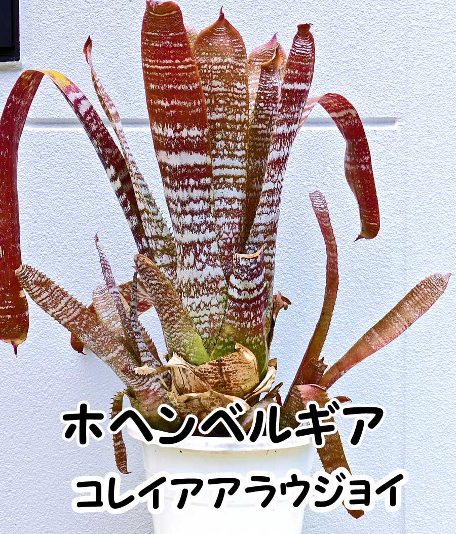 楽天市場】【観葉植物】【着生植物】【現物】Platycerium ridleyi