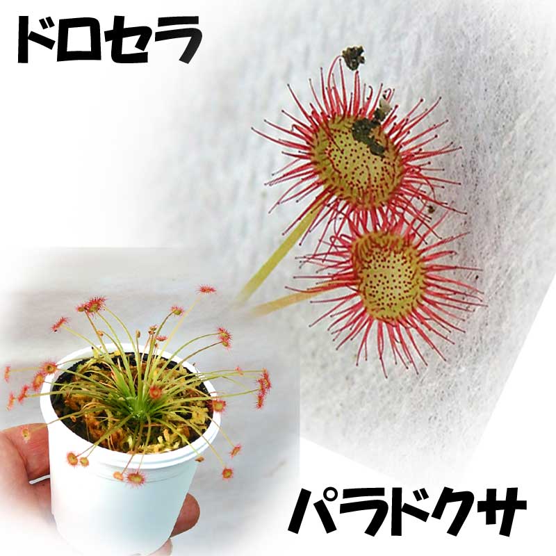楽天市場】観葉植物 面白植物 食虫植物 ドロセラ パラドクサ と