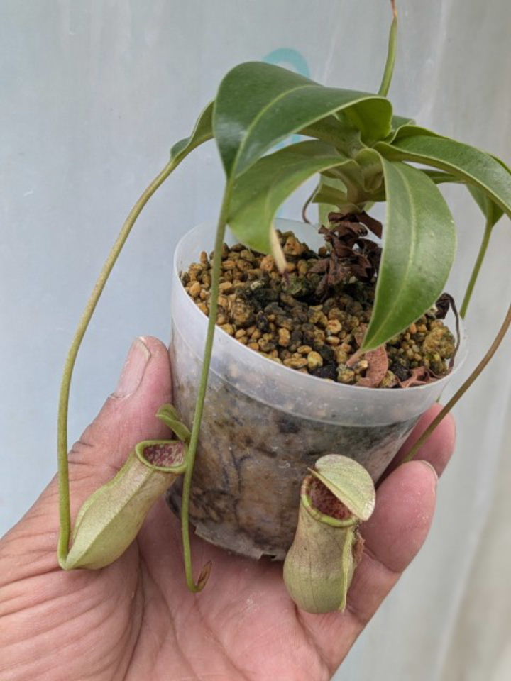 サ*バ様 食虫植物　ネペンテス　N.アンプラリア　ブラックミラクル　頂芽挿し木苗 食虫植物 ネペンテス N.アンプラリア ブラックミラクル 頂芽挿し木苗