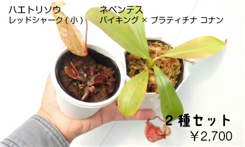 楽天市場 初心者も安心 食虫植物 ネペンテス バイキングｘプラティチラ とハエトリソウのセット リベラルファーム