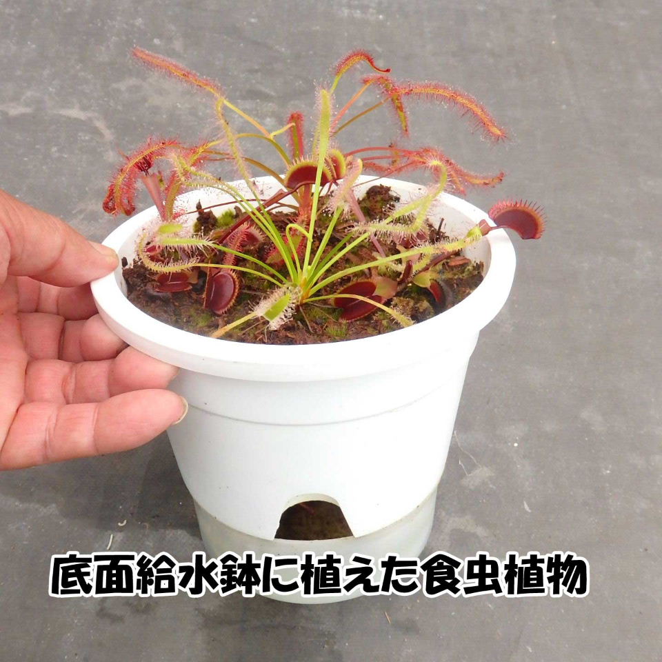 食虫植物　ハエトリソウ　Dionaea 　Iron Maiden（アイアンメイデン） Dionaea Iron Maiden -食虫植物 パルダリウム 熱帯植物 山野草