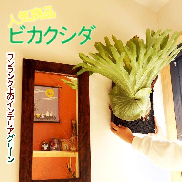 ridleyi リドレイ板付 NO.316 ridleyi リドレイ板付 NO.316 ridleyi