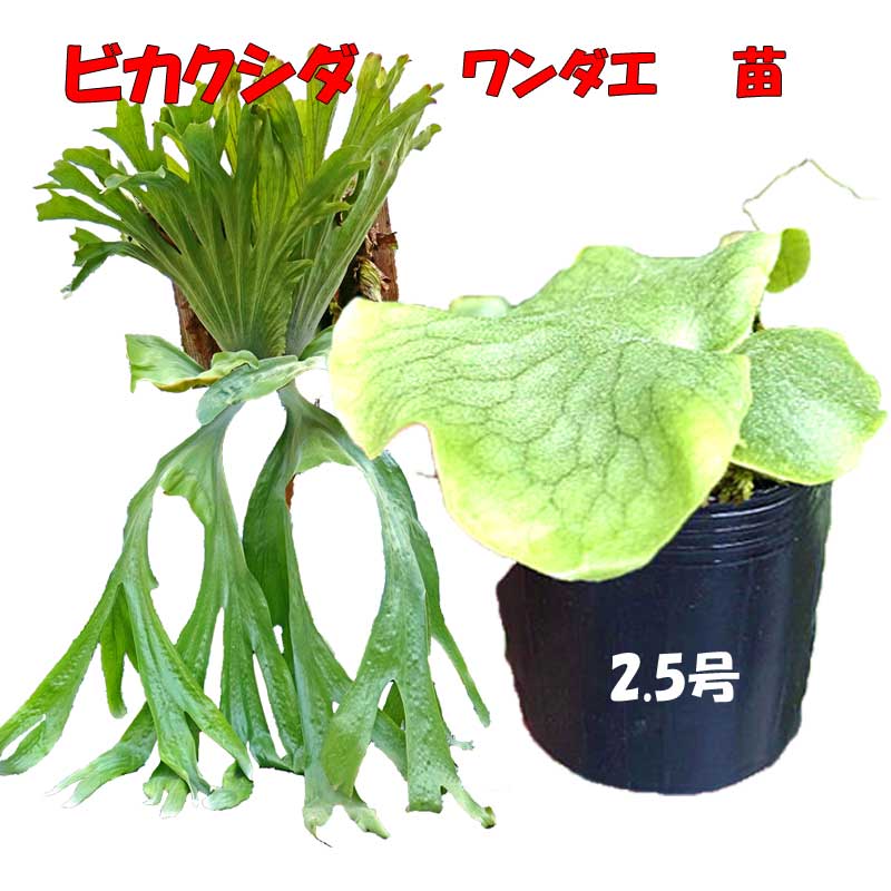 ridleyi リドレイ板付　NO.316 ridleyi リドレイ板付 NO.316 - メルカリ