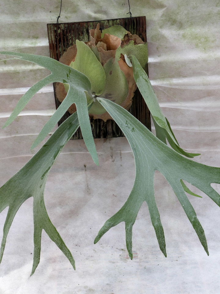 楽天市場】ビカクシダ スパーバム 壁掛け : ワンダープランツ