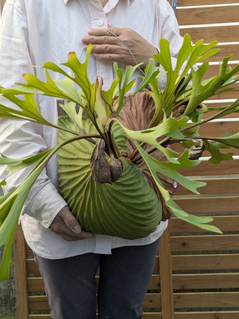 楽天市場】(現品) ビカクシダ リドレイ 細葉 6号鉢 (No.41133