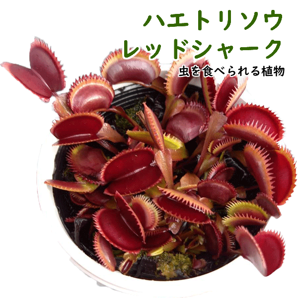 楽天市場 食虫植物 ハエトリソウ レッドシャーク リベラルファーム