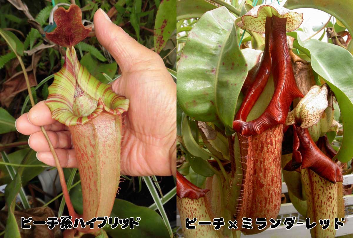 楽天市場】【観葉植物】食虫植物 ネペンテス ローウィxベントリコーサ 挿し木苗 : ワンダープランツ