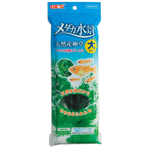 【12個書き割り】ジェックスメダカ水景生まれながら産卵草大