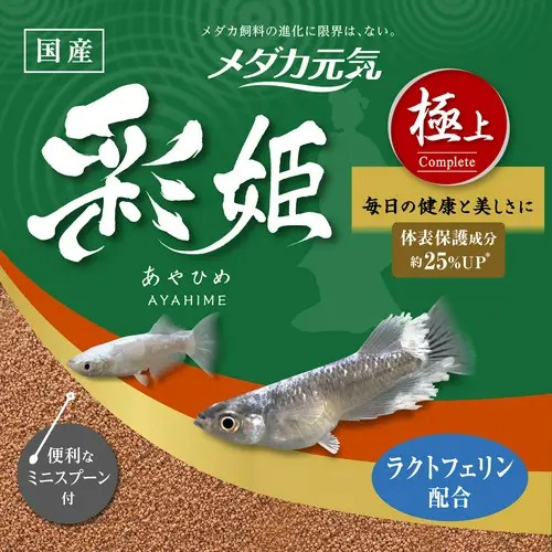 【36個仕掛ける】メダカ甲斐甲斐しい 彩姫 御前上等 100g