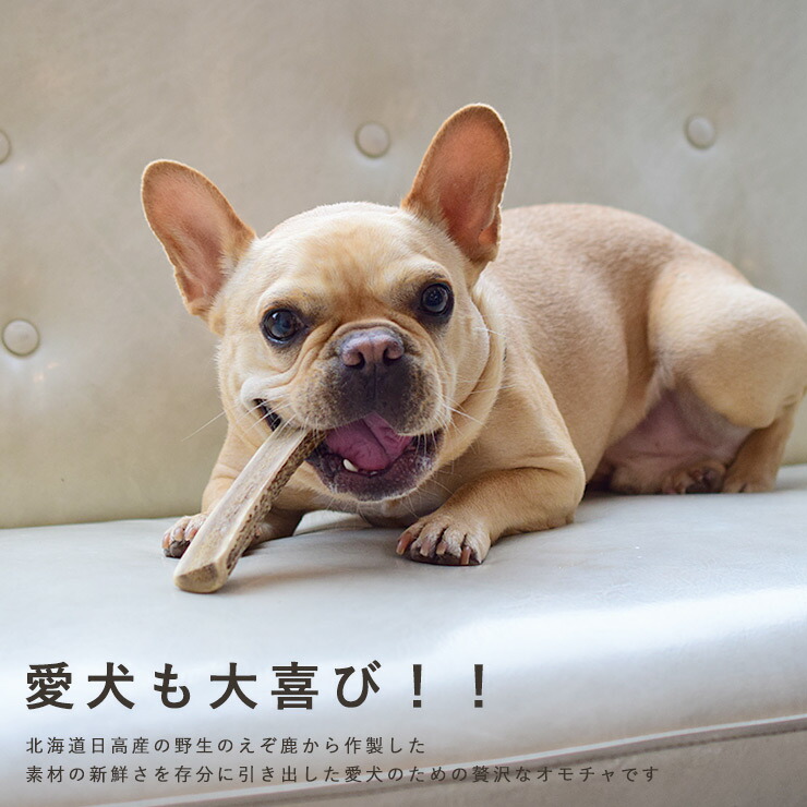 楽天市場 鹿角えぞ鹿の角 M 犬 鹿 骨 Gibier Style 犬用 おやつ オモチャ 玩具 ガム 無添加 噛む デンタルケア ストレス解消 お留守番 小型犬 中型犬 大型犬 フード トリーツ ご褒美 しつけ 躾 トレーニング サステナブル Sdgs ライフライク楽天市場店