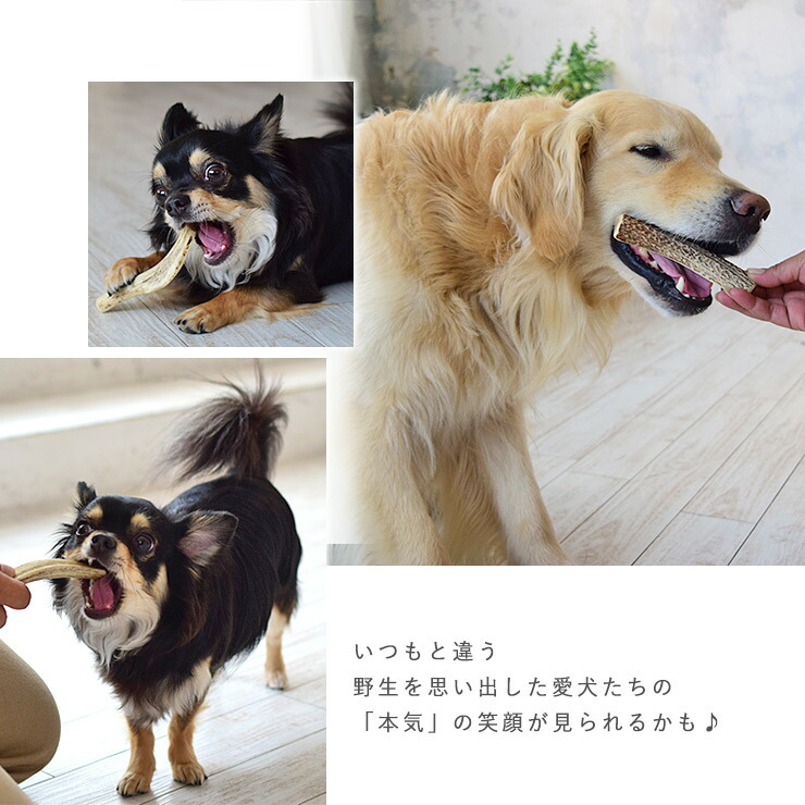 楽天市場 犬 鹿 骨 鹿角えぞ鹿の角 M Gibier Style 犬用 おやつ オモチャ 玩具 ガム 無添加 噛む デンタルケア ストレス解消 お留守番 小型犬 中型犬 大型犬 フード トリーツ ご褒美 しつけ 躾 トレーニング ライフライク楽天市場店