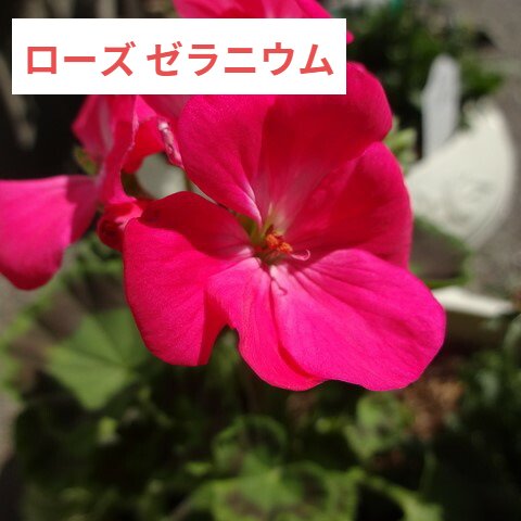 ローズゼラニウム 精油 250ml メーカー エッセンシャルオイル アロマオイル 花の香り フローラル系 花 天然 フランス産 フランス ローズ 薔薇 バラ ゼラニウム 本物 アロマ 香り Lc宮崎 Lc Lc香りカフェ Otce Cl
