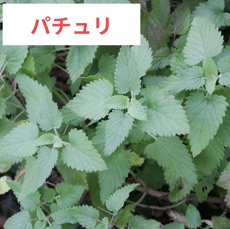 パチュリ 大容量 Lc 250ml アロマ お香 Kg L アロマオイル 精油 100 品 パチュリ 天然 エッセンシャルオイル 昔から香水に使われる香り ベース隠し味に 業務用 アロマ 香り メーカー アロマメーカー 精油メーカー Lc宮崎 Lc オリエンタル エキゾチック系 パチュリ 大容量 Lc 250ml アロマ お香 Kg L アロマオイル 精油 100 品 パチュリ 天然 エッセンシャルオイル 昔から香水に使われる香り ベース隠し味に 業務用 アロマ 香り メーカー アロマメーカー 精油メーカー Lc宮崎 Lc オリエンタル エキゾチック系
