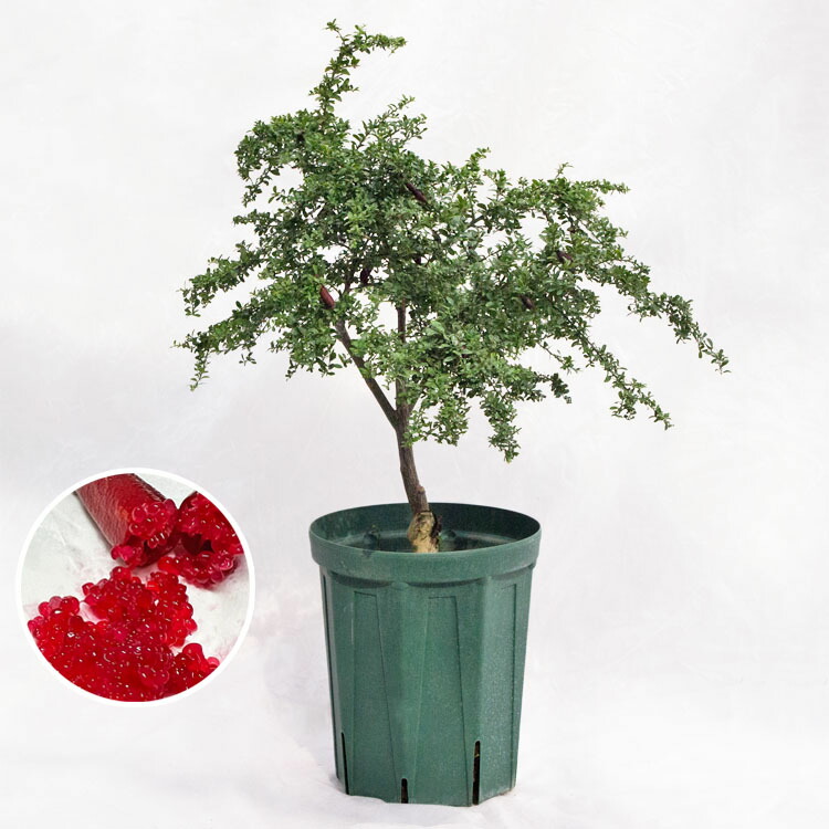 【現品】フェニックス・シルベストリス　(シルバーデーツパーム)８号　PT番 庭木・植木 フィンガーライム・リトルルビー / 8寸・約W70×H70～90cm