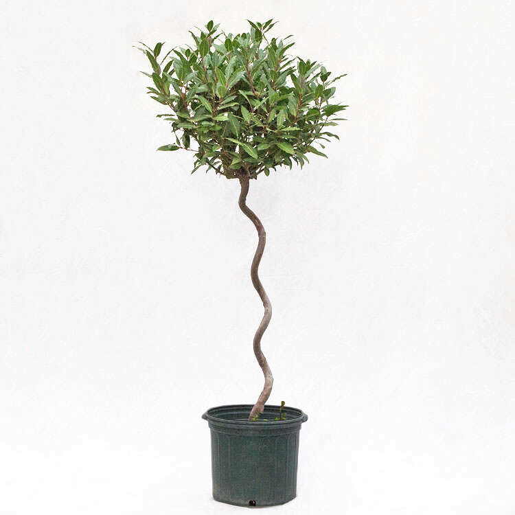 庭木・植木 月桂樹（ゲッケイジュ、ローリエ、ローレル）スタンド仕立て / 10寸・約W 60cm×H140cm 19,159円