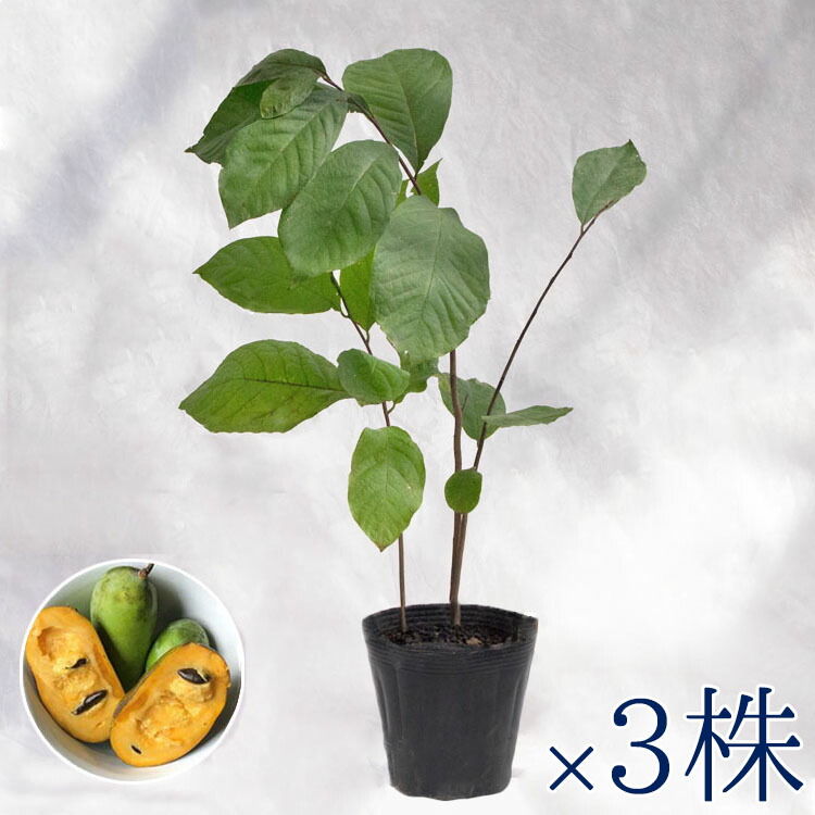 楽天市場】庭木・植木 ポポー（ポーポー） 4年生苗【実生】 2本立 / 5寸・約H40～60cm : ライフエコショップ 楽天市場店