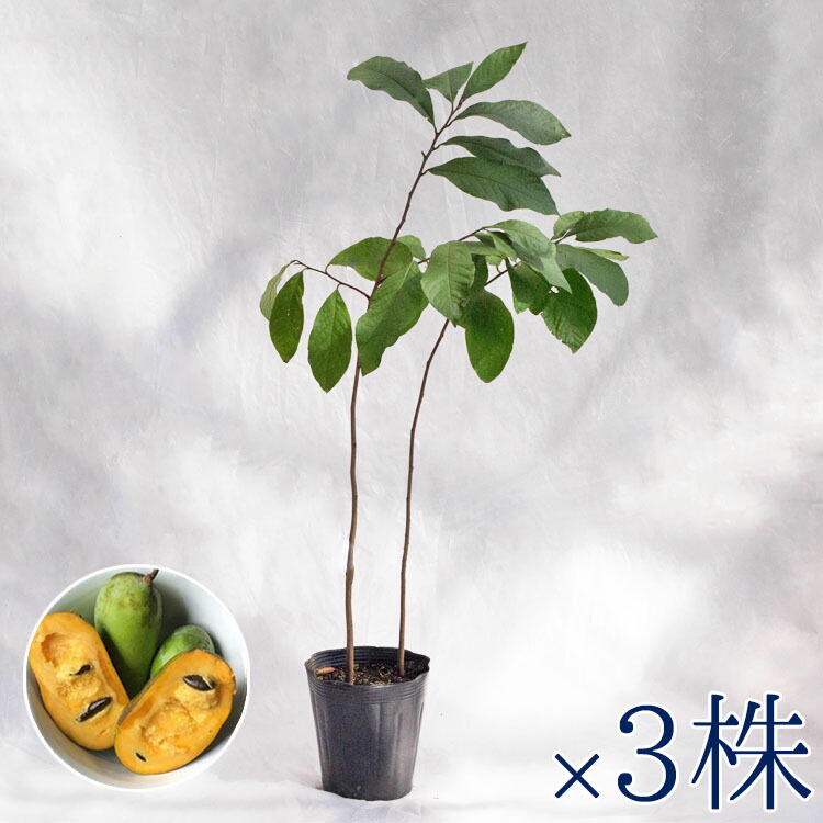 楽天市場】庭木・植木 ポポー（ポーポー） 4年生苗【実生】 2本立 / 5寸・約H40～60cm : ライフエコショップ 楽天市場店