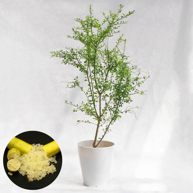 【現品】フェニックス・シルベストリス　(シルバーデーツパーム)８号　PT番 楽天市場】庭木・植木 フェニックス・シルベストリス（シルバー