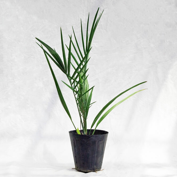 現物「ナツメヤシ」10号 ◇フェニックス・ナツメヤシ・10号◇国産デーツ苗！◇全長80CM