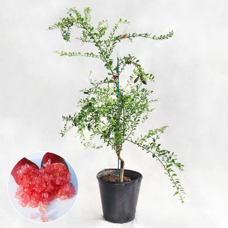 【現品】フェニックス・シルベストリス　(シルバーデーツパーム)８号　PT番 庭木・植木 フィンガーライム・リトルルビー / 8寸・約W70×H70～90cm