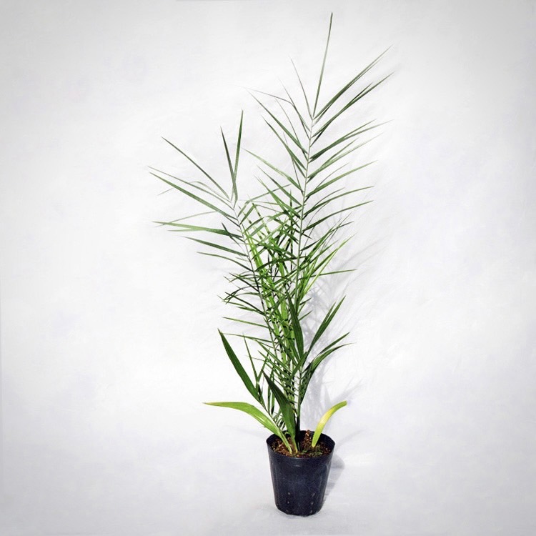 庭木・植木 フェニックス・シルベストリス（シルバーデーツパーム） / 6寸・約50cm×H120糎