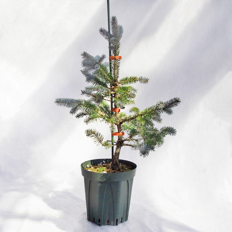 楽天市場】ピセアプンゲンス ホプシー7号サイズ 観葉植物 高さ70cm