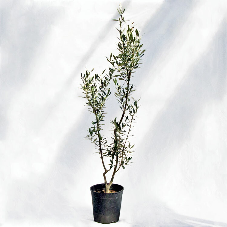庭木・植木 オリーブ / 7寸・W35cm×H120cm