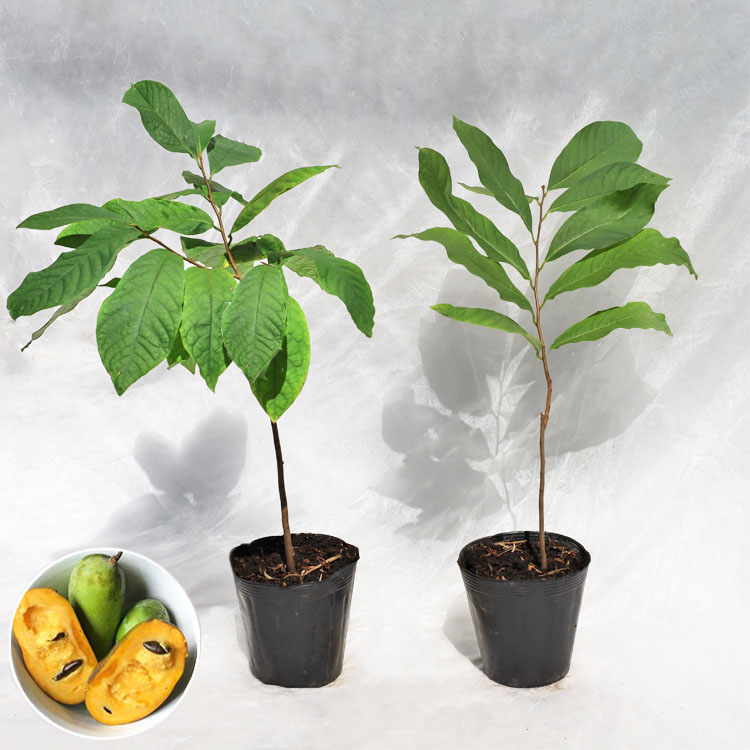 ゆ*ー様 幻のポポー実生苗木 2点セット５年生と２年生 幻のポポー実生苗木 2点セット5年生と2年生