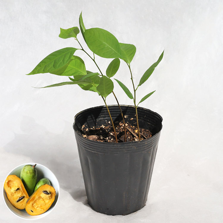 楽天市場】庭木・植木 ポポー（ポーポー） 5年生苗【実生】 2本立 / 5