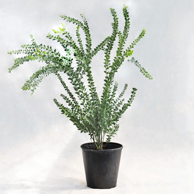 楽天市場】【アカシア】 サンカクバアカシア 三角葉 オージープランツ