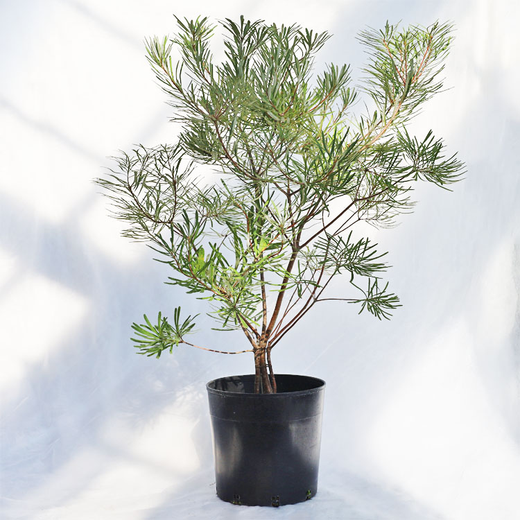 楽天市場】バンクシア・ヘアピン （スピヌロサ） 5号ポット苗 : 苗木部