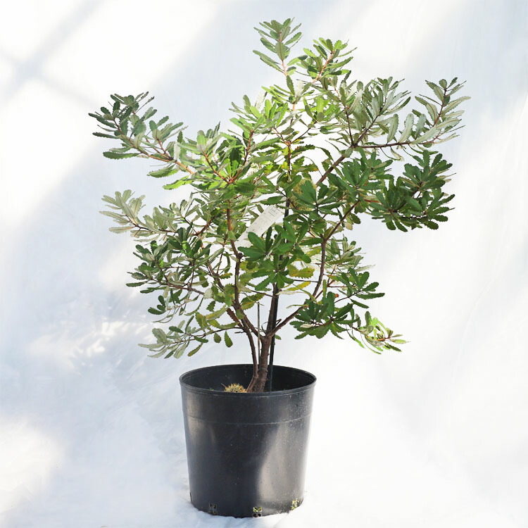 庭木・植木 バンクシア・オブロンギフォリア（ラスティバンクシア、ドワーフバンクシア） / 9寸・約W70cm×H95cm
