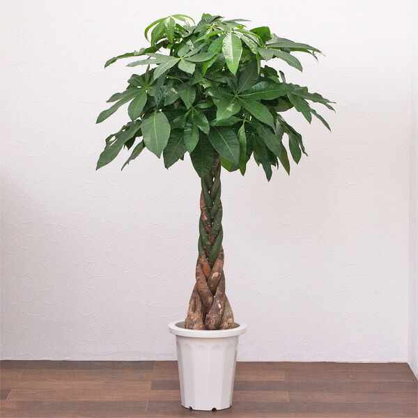 観葉植物 パキラ(編み) / 8寸・約W 80cm×H110~130cm|ライフエコショップ 店