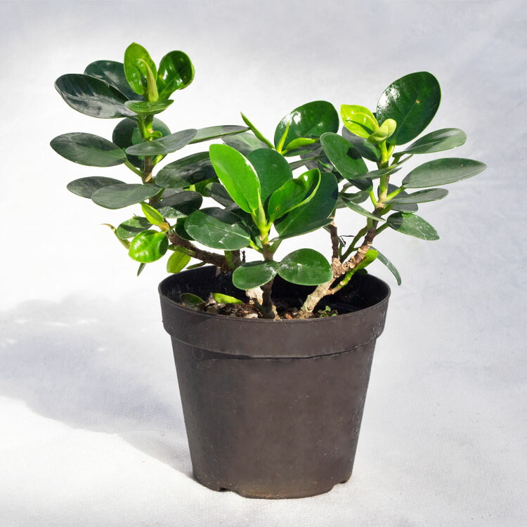 楽天市場】観葉植物ガジュマル（曲げ）和仕立 / 8寸・約W40cm